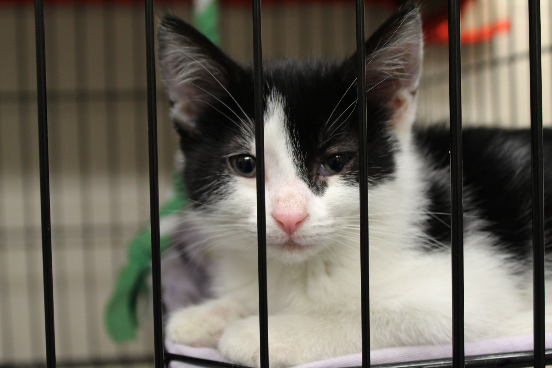 Donation a wash at Lake County Animal Shelter